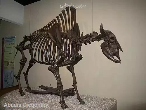بیزون باستانی